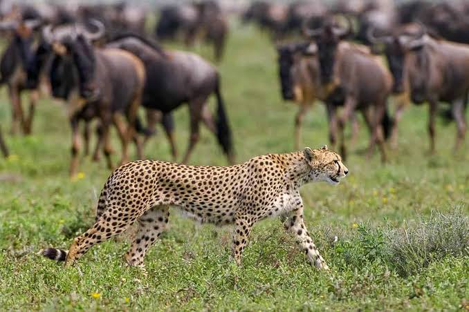 arangire National Park Safari – 3 Days | Generous Tours  & safaris